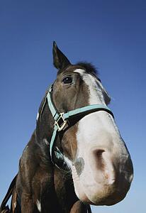 Portrait of a horse