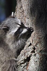 A raccoon