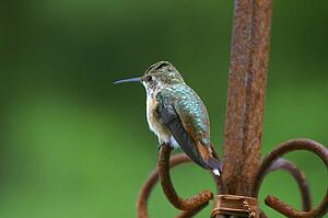 Hummingbird