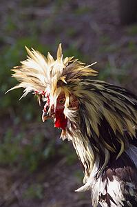 A rooster