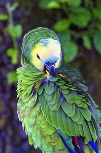 A tropical bird