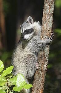 A raccoon