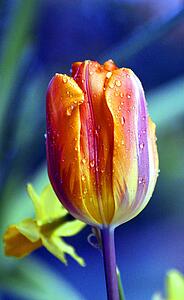 A tulip