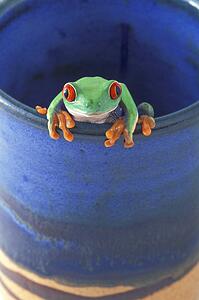 A frog in a mug