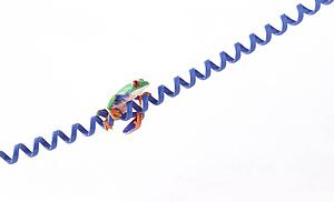 A frog on a cord
