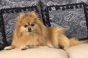 A small dog