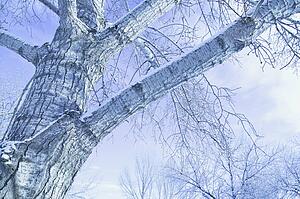 Trees in winter