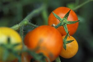 Tomatoes growing in a garden