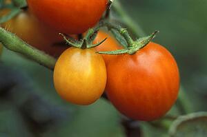 Tomatoes growing in a garden