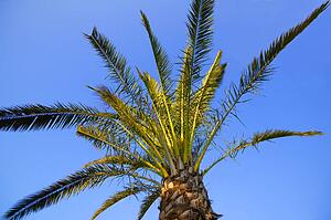 A palm tree