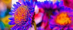 Bright neon flowers