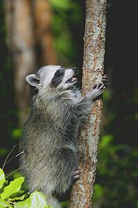 A raccoon