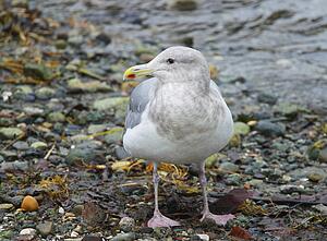 A seagull
