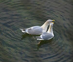 Two seagulls swimming