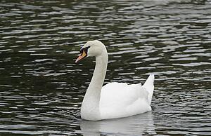 A swan in the water