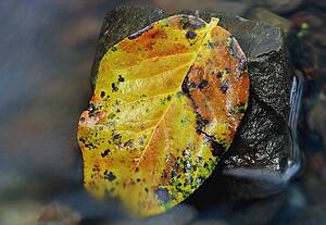 A leaf in autumn