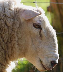Profile of a sheep