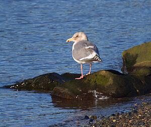 A bird on a rock