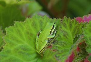 A green frog