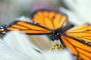Butterfly rests on a flower