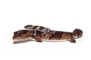 Two reptiles