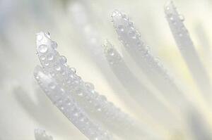 Wet petals
