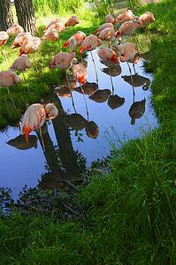 A group of pink flamingos