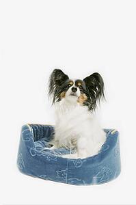 Dog sits in bed