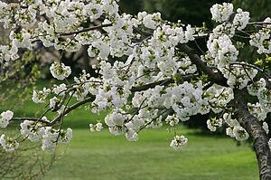 Tree bearing heavy blossom