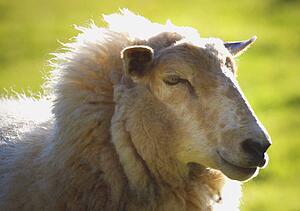 A mature sheep