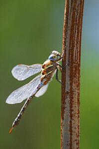 A dragonfly