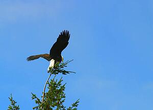 An eagle