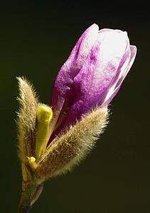 Magnolia Bud