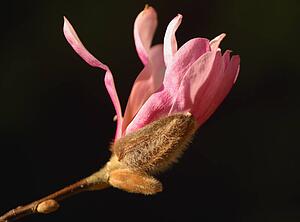 Magnolia bud