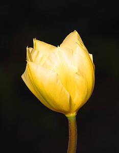 Yellow tulip