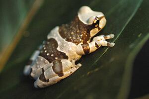 Amazon Milk Frog Perched On Leaf