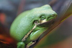 A green tree frog