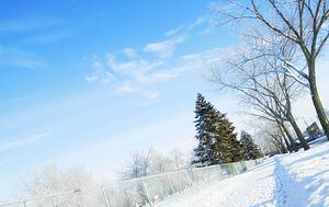 Trees in winter