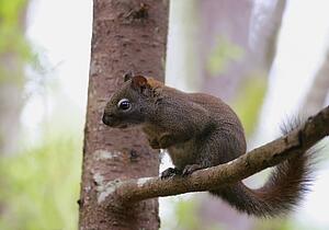 A small squirrel