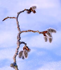 A pussy willow branch in snow