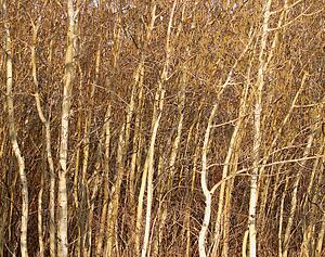 Forest of leafless trees