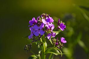 Purple flowers in bloom