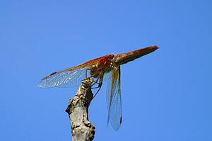 A dragonfly