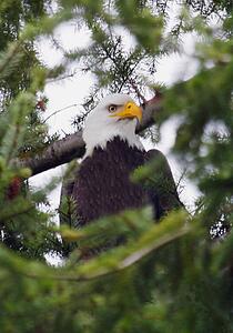 A bald eagle