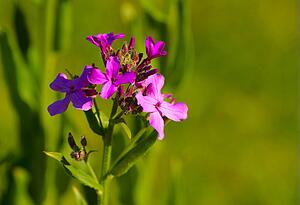 Purple flowers in bloom