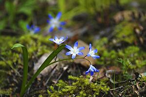 Blue and white flowers