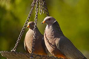 Two birds