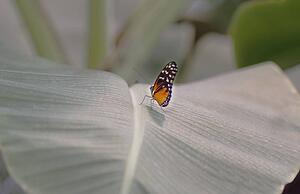 Butterfly on a petal