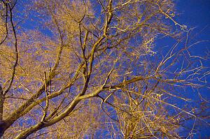 Tree with yellow glow
