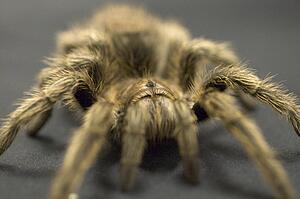 A large Tarantula spider